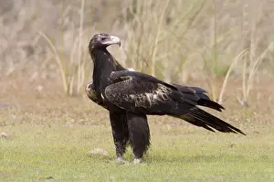 Wedge-tailed Eagle Reasonably common throughout most of Australia. This bird was approaching a dead wallaby. Near the Gibb River Road, Kimberley, Western Australia