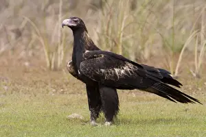 Wedge-tailed Eagle Reasonably common throughout most of Australia. This bird was approaching a dead wallaby. Near the Gibb River Road, Kimberley, Western Australia