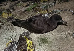 Wedge-tailed Shearwater