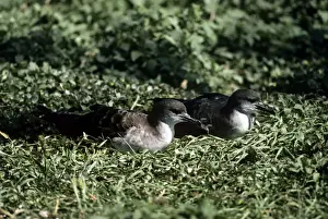 Wedge Tailed Prints: Wedge-tailed Shearwater