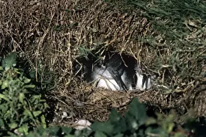 Wedge Tailed Prints: Wedge-tailed Shearwater