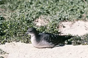 Wedge Tailed Prints: Wedge-Tailed Shearwater FG 4371 Sitting on ground Puffinus pacificus © Francois Gohier / ARDEA LONDON
