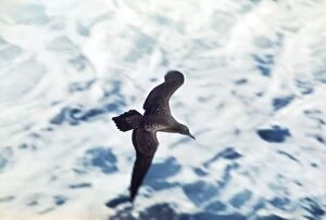 Wedge-Tailed Shearwater - in Flight