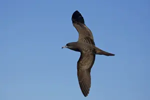 Wedge-tailed Shearwater At sea off Eden, New South Wales, Australia