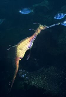 Images Dated 19th July 2005: Weedy Sea Dragon - Endemic to the south east coast of Australia