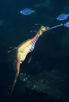 Seadragons Prints: Weedy Sea Dragon - Endemic to the south east coast of Australia