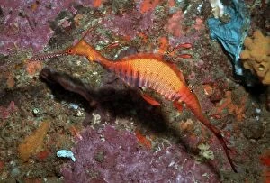 Images Dated 19th July 2005: Weedy Sea Dragon - Endemic to south eastern Australia. Grows to 45 cm in length