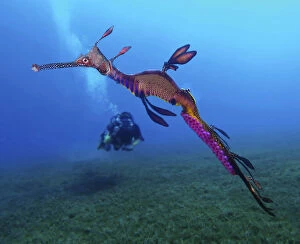 Undersea Gallery: Weedy seadragon or common seadragon, Phyllopteryx