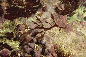 Seadragons Prints: Weedy Seadragon - Juvenile, aprroximately 5 cm in length