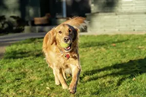 Copy Prints: Ten week old Red Golden Retriever puppy. (PR) Date: 04-12-2020