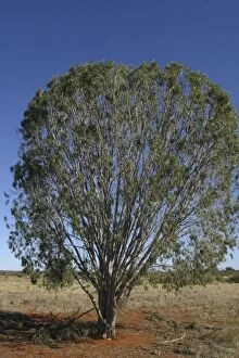 Images Dated 7th June 2003: Weeping Pittosporum or Native Apricot West of Marla, northern South Australia, Australia