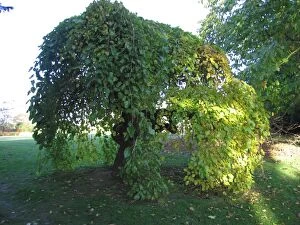 Weeping White Mulberry Tree
