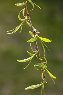 Willows Prints: Weeping Willow - leaves in spring