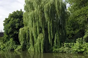 This Weeping Willow was found on a tributary of the Medway, near Tonbridge, Kent