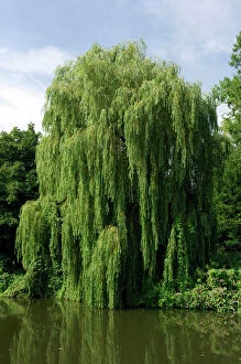 Images Dated 9th August 2006: This Weeping Willow was found on a tributary of the Medway, near Tonbridge, Kent, UK. August