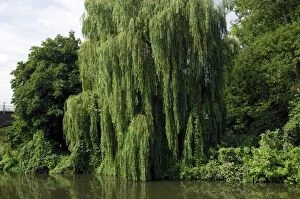 Images Dated 9th August 2006: This Weeping Willow was found on a tributary of the Medway, near Tonbridge, Kent