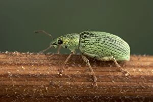 Images Dated 4th July 2005: Weevil