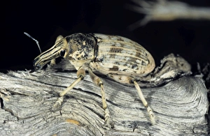 Weevil beetle - on dry branch of a Saxaul bush - Central Karakum desert Weevil beetle - on dry branch of a Saxaul bush - Central Karakum desert