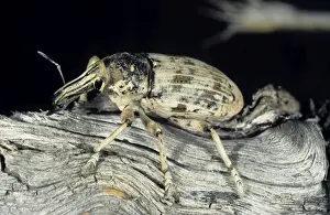 Weevil Prints: Weevil beetle - on dry branch of a Saxaul bush - Central Karakum desert - Turkmenistan - Spring - April Tm31