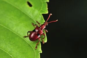 Images Dated 14th November 2008: Weevil beetle - Tanjung Puting National Park - Kalimantan - Borneo - Indonesia