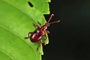 Weevil Prints: Weevil beetle - Tanjung Puting National Park - Kalimantan - Borneo - Indonesia