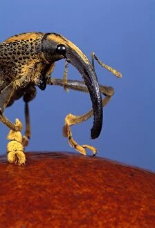 Weevil from Brazil