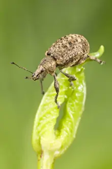 Weevil Prints: Weevil - on leaf bud Norfolk UK