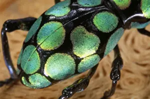 Weevil Prints: Weevil Philippines