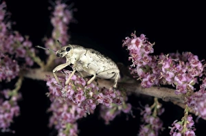 Images Dated 1st March 2010: Weevil - on Tamarisk (Tamaricaceae sp.) beetle feeds on tamarisk plant