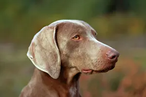 Weimaraner