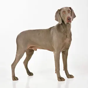 Weimaraners Prints: Weimaraner Dog