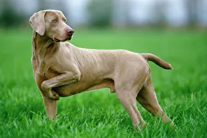 Working Collection: Weimaraner Dog