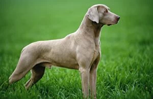 Images Dated 1st August 2008: Weimaraner Dog