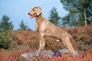 In Field Collection: Weimaraner Dog