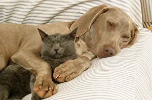 Weimaraner Dog - asleep on sofa with Blue Cat