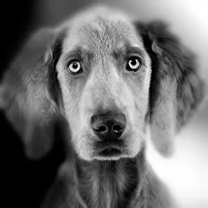 Images Dated 15th July 2009: Weimaraner Dog - close-up of face. Black and White