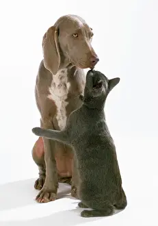 Affection Prints: Weimaraner Dog - kissing Blue Cat