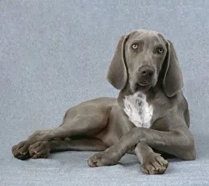 Weimaraner Dog - Lying with legs crossed