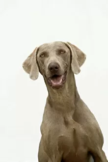 Weimaraner Dog - With mouth open