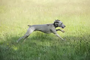 Weimaraners Prints: Weimaraner Dog - running through field