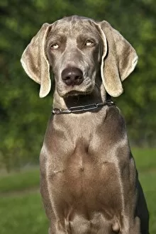 Images Dated 18th October 2009: Weimaraner hunting dog
