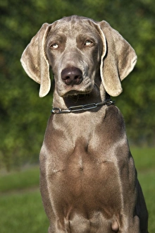 Images Dated 18th October 2009: Weimaraner hunting dog
