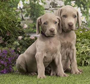 Images Dated 14th August 2018: Weimaraner puppy outdoors
