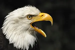 Weiszkopseeadler Weikopseeadler