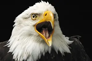 Weiszkopseeadler Weikopseeadler