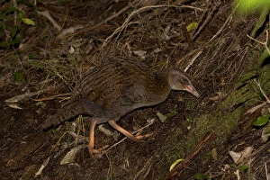Weka - Foraging in bush along Teal Valley - near