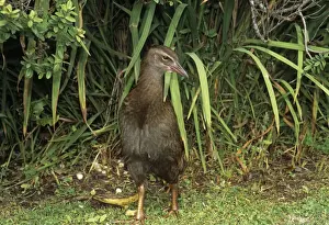 Weka South Island, New Zealand