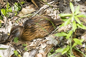 Images Dated 18th February 2007: Weka / Woodhen. Kapiti island near Wellington New Zealand