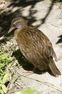 Weka / Woodhen. Kapiti island near Wellington New Zealand