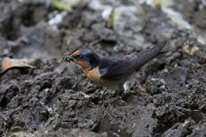 Welcome Swallow collecting nesting material Lake Eache